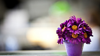 Still Life, purple, amazing, flower HD wallpaper