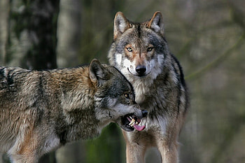 Wolves, hypnotic, beautiful, wild, regal HD wallpaper