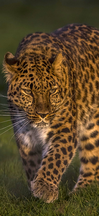 Animal, leopard HD phone wallpaper