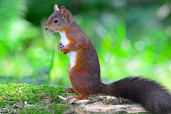 Red squirrel beauty, ultra , Background perfection, Nature's wonder HD wallpaper