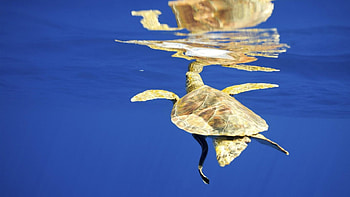 underwater life, blue, sea, shadow, water HD wallpaper