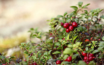 Nature, Food, Leaves, Berries, Bush, Leaflets HD wallpaper