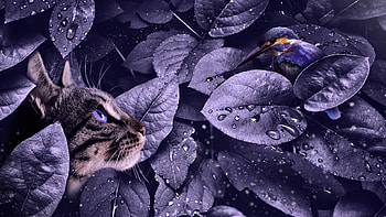 I see you by Ewa Osinska, purple, fantasy, pisici, bird, ewa osinska, leaf, cat, pasari HD wallpaper