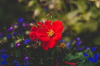 Flowers, Flower, Petals, Bud HD wallpaper