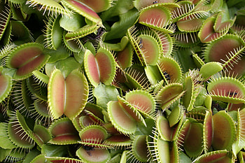 Plants, Nature, Texture, Flycatcher HD wallpaper