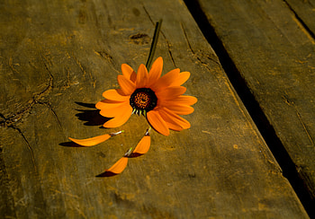 ❤, pink, abstract, graphy, flower, orange HD wallpaper