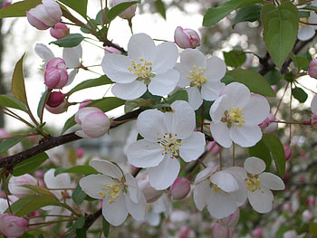 Spring Blossoms 2, flower, nature, spring, blossom, tree HD wallpaper