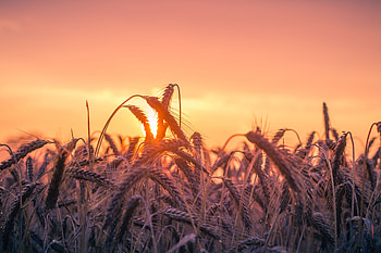 Cornfield Sunset , cornfield, field, sunset, nature, graphy HD wallpaper