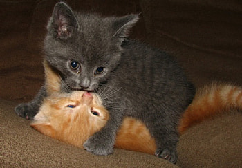 so fun kittens, fun game, lovely, gray kitten, yellow kittens HD wallpaper