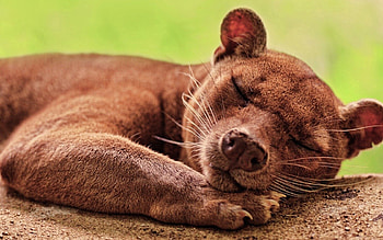 Animals, Brown, Sleeps, Asleep, Fossa HD wallpaper