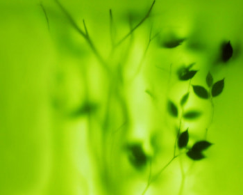 Plants, Background HD wallpaper