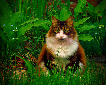 I have a plan, animals, cute, cat, funny, pet HD wallpaper