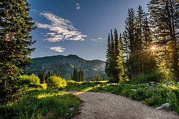 A scenic view of a sunlit pathway through a lush forest near Salt Lake City, Utah. HD wallpaper