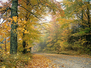 Landscape, Trees, Leaves HD wallpaper
