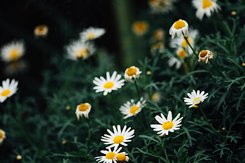 Flowers, Camomile, Plant, Macro HD wallpaper