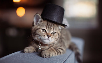 Kitten, animal, lights, christmas, cat, hat HD wallpaper