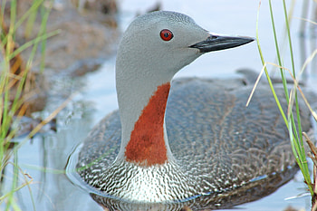 Red Throated Loon, loon, bird, throated, red HD wallpaper