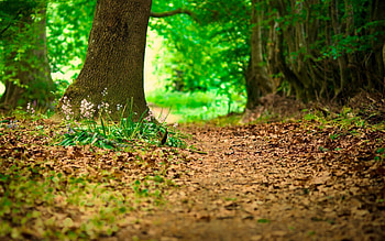 Nature, Flowers, Grass, Leaves, Summer, Land, Earth, Path, Trail, Undergrowth HD wallpaper