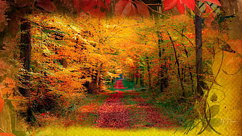 Autumn Path, colorful, lane, path, bright, fall, trees, autumn, collage HD wallpaper
