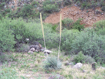 Yucca Plant Coronado National Forest, Plants, Deserts, Mountains, Scenic HD wallpaper