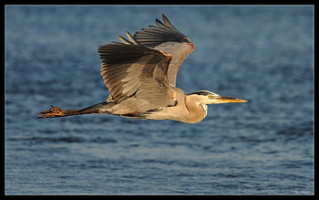Great Blue Heron In Flight, flight, bird, water, blue heron HD wallpaper