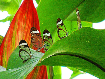 Five beauties of nature, butterflies, glasswings, leaves, beauty, five HD wallpaper