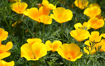 Flowers, Grass, Macro, Field, Lawn HD wallpaper
