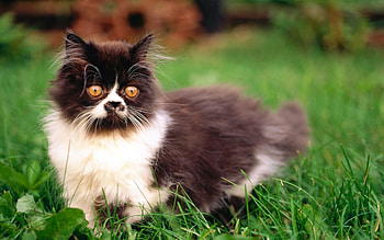 Animals, Grass, Fluffy, Kitty, Kitten, Color, Stroll, Wool HD wallpaper
