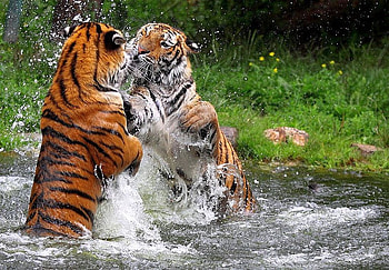 Fight in Water, , in water, beautiful, fight, tigers HD wallpaper
