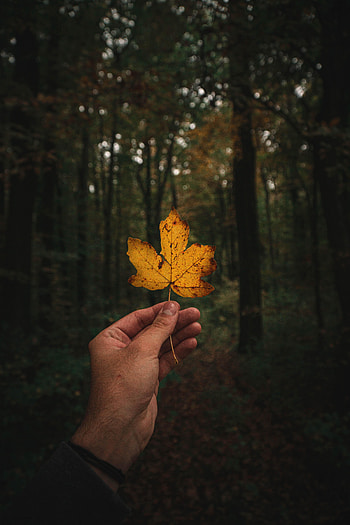 Autumn, Hand, Miscellanea, Miscellaneous, Forest, Leaflet HD phone wallpaper