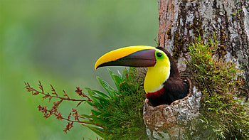 Costa Rica, Chestnut Mandible Toucan, Nest cavity, R HD wallpaper