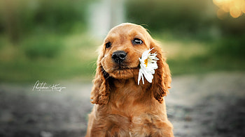 Aidi dog, Dog with flower, Full HD wallpaper