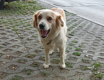 Good dog, Animals, Cute, Dogs, Adorable HD wallpaper