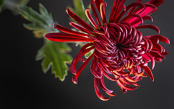Chrysanthemum, Stunning , Floral backgrounds, Nature's beauty HD wallpaper