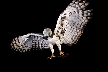 Flight, Harpy Eagle HD wallpaper