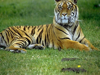 Tiger, tigers, animals HD wallpaper