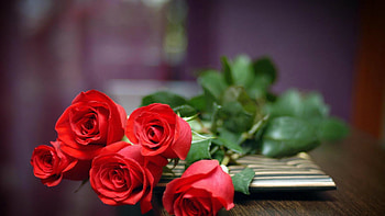 Full Red Rose HD wallpaper