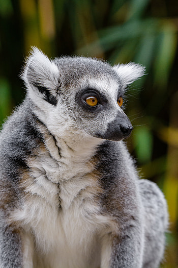 Animals, Sight, Opinion, Wildlife, Lemur HD phone wallpaper