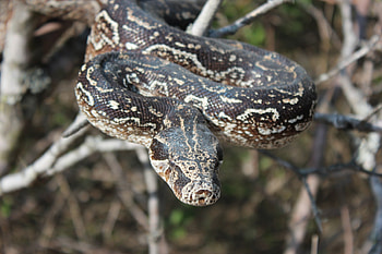 Boa Constrictor, Mazacuata, Inaturalist Ecuador HD wallpaper