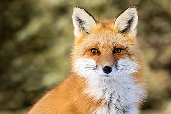 Fox, animal, tail, red HD wallpaper