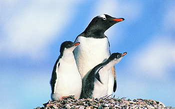 Animals, Birds, Pinguins, Stones, Penguin Family HD wallpaper
