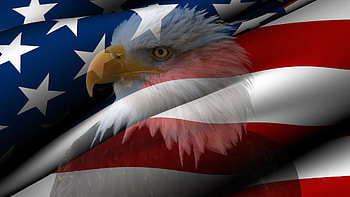 Independence Day, Memorial Day, bird, US, USA, Flaga Day, 4th of July, flag, red white and blue, collage, stars and stripes, Veterans Day, United States of America, bald eagle HD wallpaper