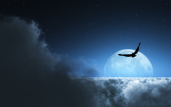 Animals, Landscape, Birds, Sky, Night, Clouds, Moon HD wallpaper