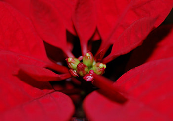 Ponsietta, plant, flower, christmas, jul, julestjerne HD wallpaper
