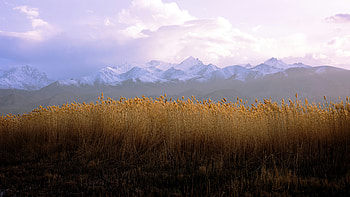 Tall Grass And Landscape Of Mountains , grass, landscape, mountains, nature HD wallpaper