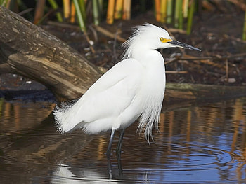 Animals, Birds, Heron HD wallpaper