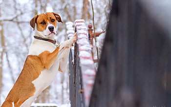 Animals, Winter, Snow, Dog, Blur, Smooth HD wallpaper