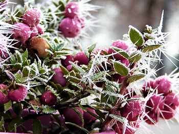 Winter, Berries, Macro, Frost, Hoarfrost HD wallpaper