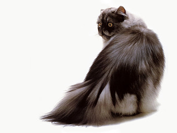Black Smoke, smoke, cat, persian HD wallpaper