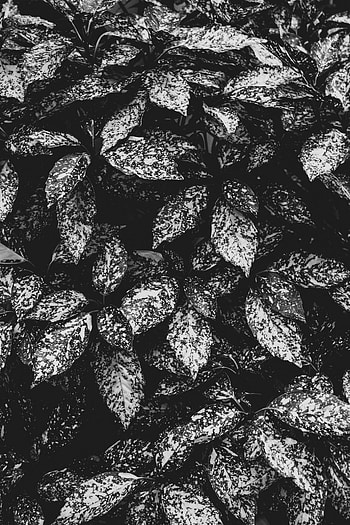 Nature, Leaves, Plant, Spotted, Spotty, Grey, Bw, Chb HD phone wallpaper